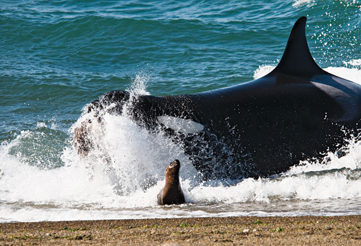 Can a Whale Get Rabies?