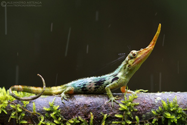 Lost For 50 Years, Delightfully Weird Pinocchio Lizard Reappears In Ecuador