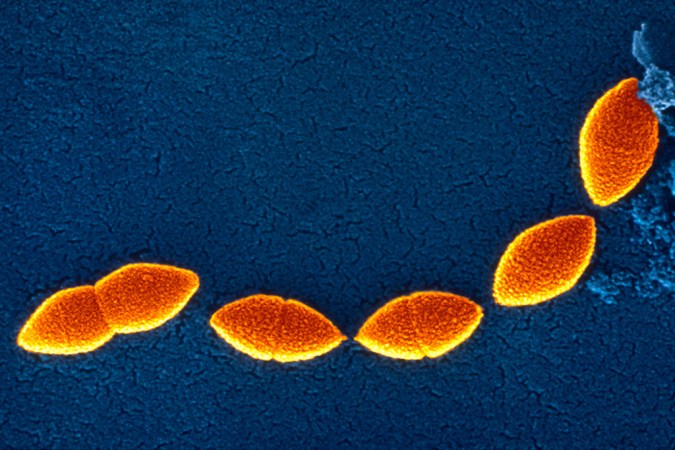 The Double-Edged Sword Of A Nasal Bacterium