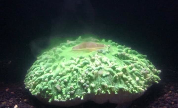 Watch A Stressed Coral Spasm And Vomit Algae In Response To Warming Waters