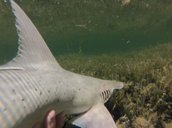 This tiny shark eats grass and it’s doing just fine
