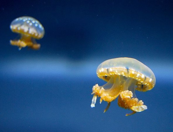 8 Ways Jellyfish Are Awesome And Terrifying