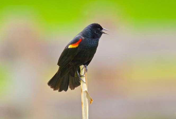 Male red-winged blackbird