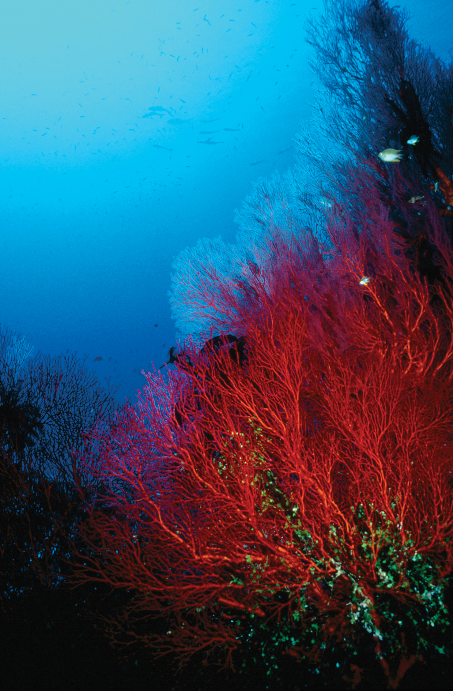 red coral reef up-close