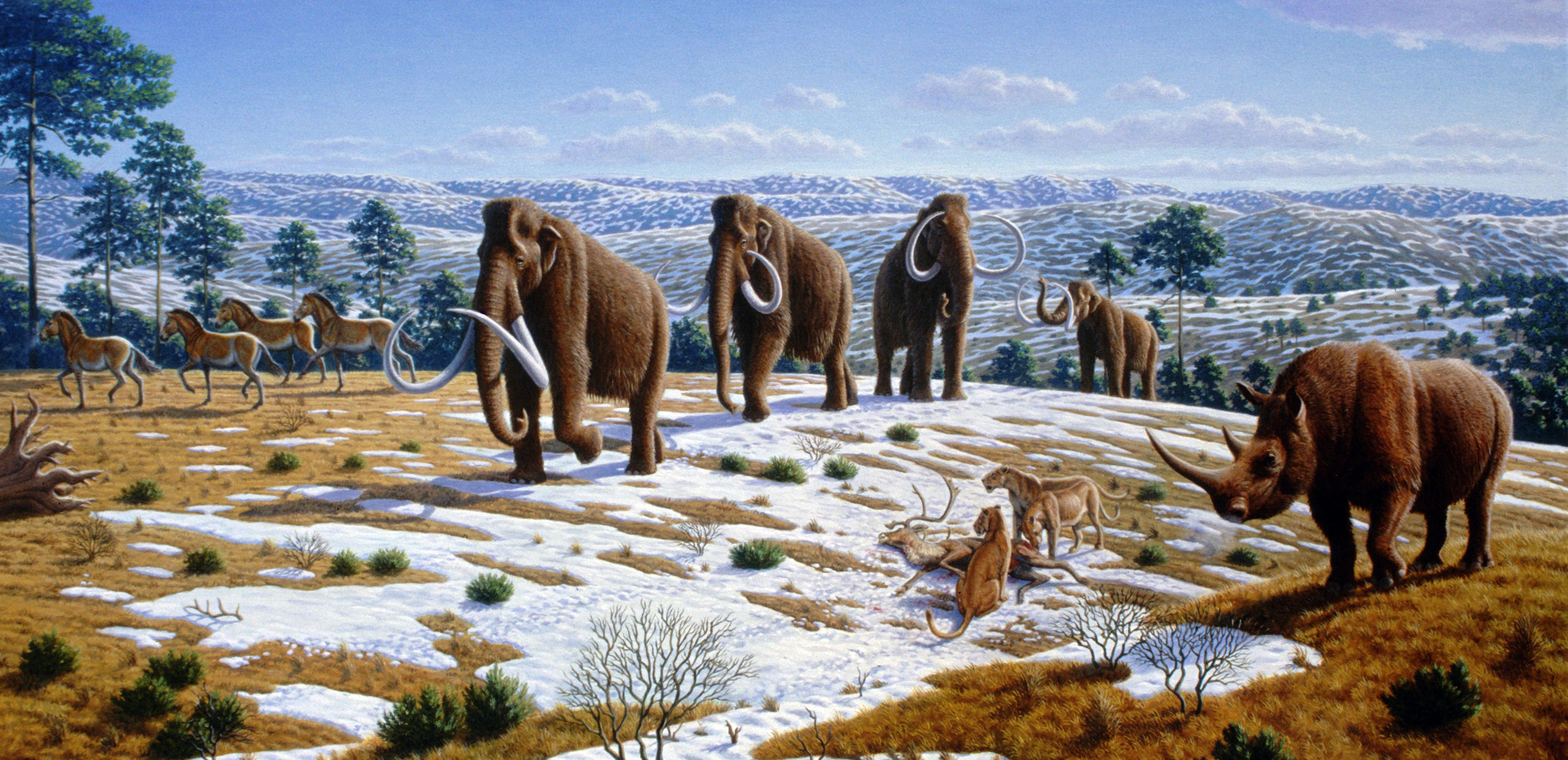 Ice age fauna