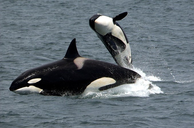 To understand the evolution of menopause, just look at family drama—in killer whales