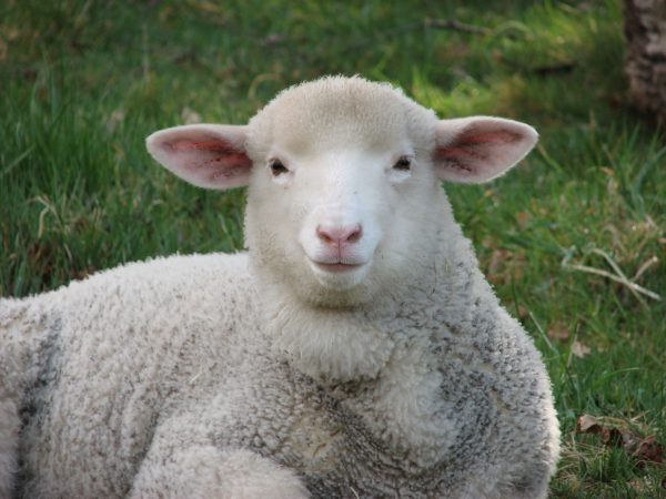 Sheep On Drugs Offer Insights Into Farm Anxiety