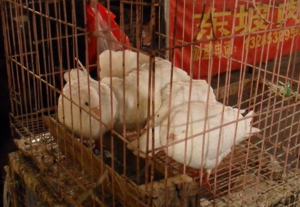 What You Need To Know About The New Bird Flu