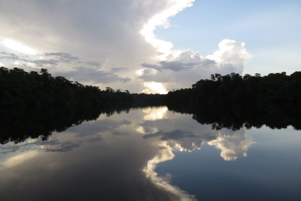 Over Half Of All Amazonian Tree Species Are In Danger