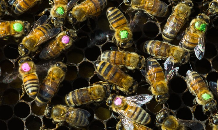 Antibiotic overuse might be bad for bees