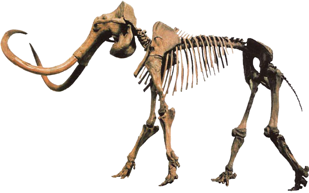 A mammoth skeleton