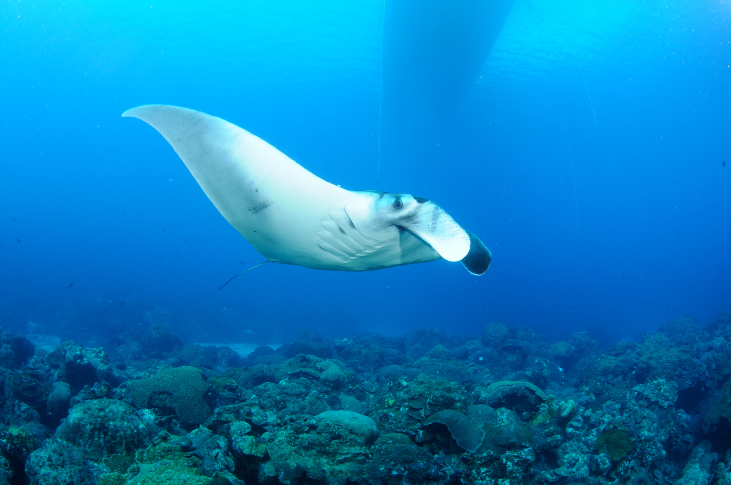 Juvenile manta ray at Flower Garden Banks National Marine Sanctuary