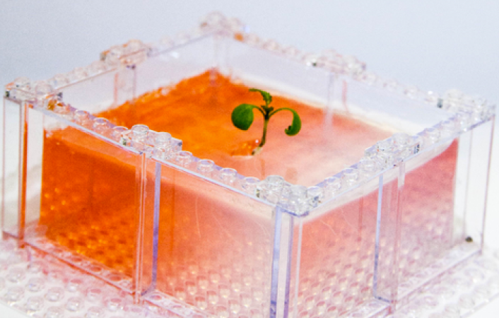 A Cool New Use For Legos: Growing Lab Plants