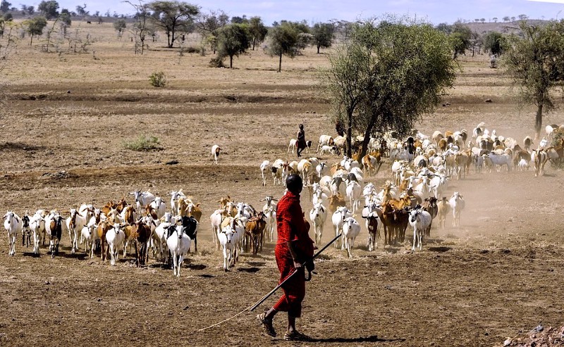 A Tanzanian goat herder