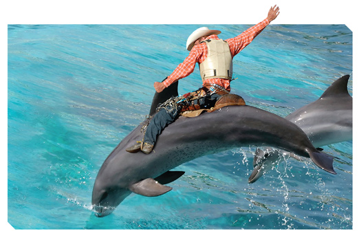 FYI: What Do Dolphins and Rodeo Bulls Have in Common?