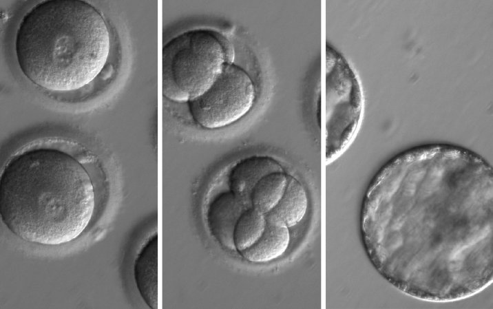 U.S. researchers have used gene editing to combat heart disease in human embryos