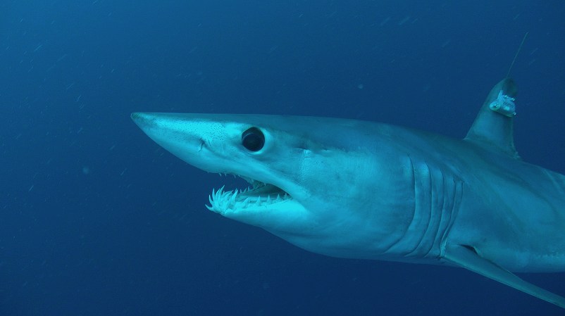 The world’s fastest shark is in trouble