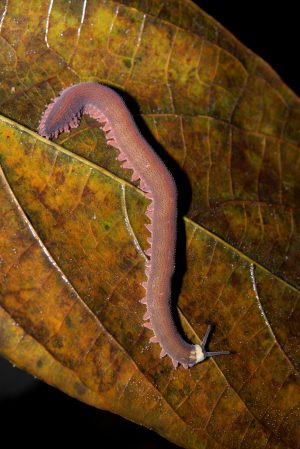 Watch A Velvet Worm Squirt Slime Everywhere [Video]