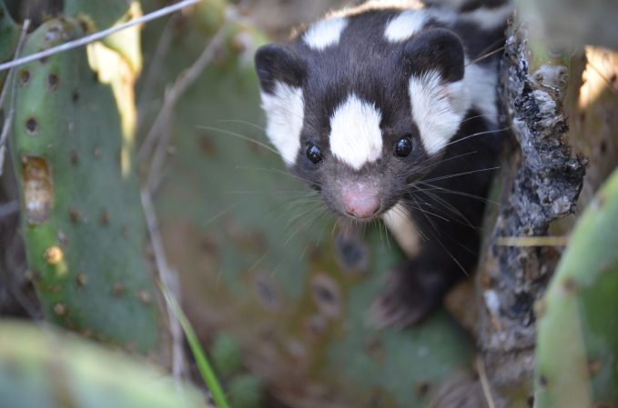 More skunks can do handstands than we thought