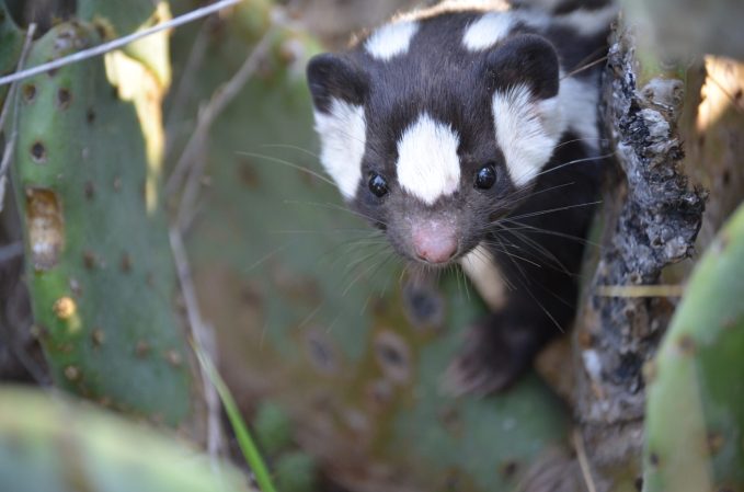 western spotted skunk