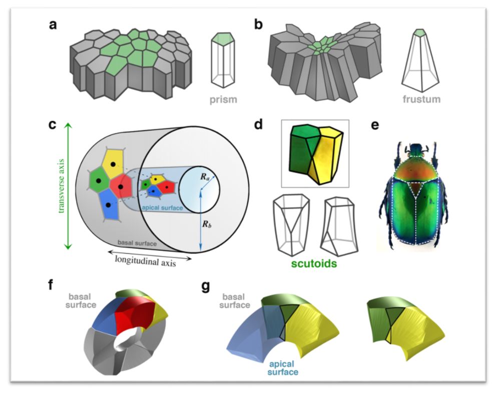 scutoid