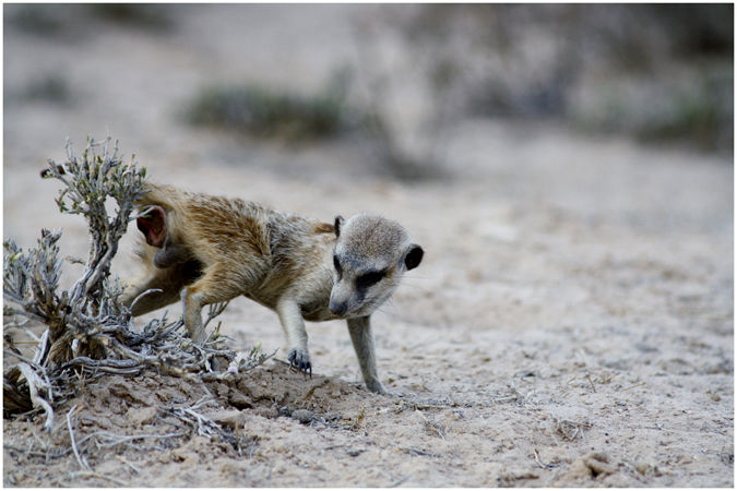 Meerkat anal pouch close up