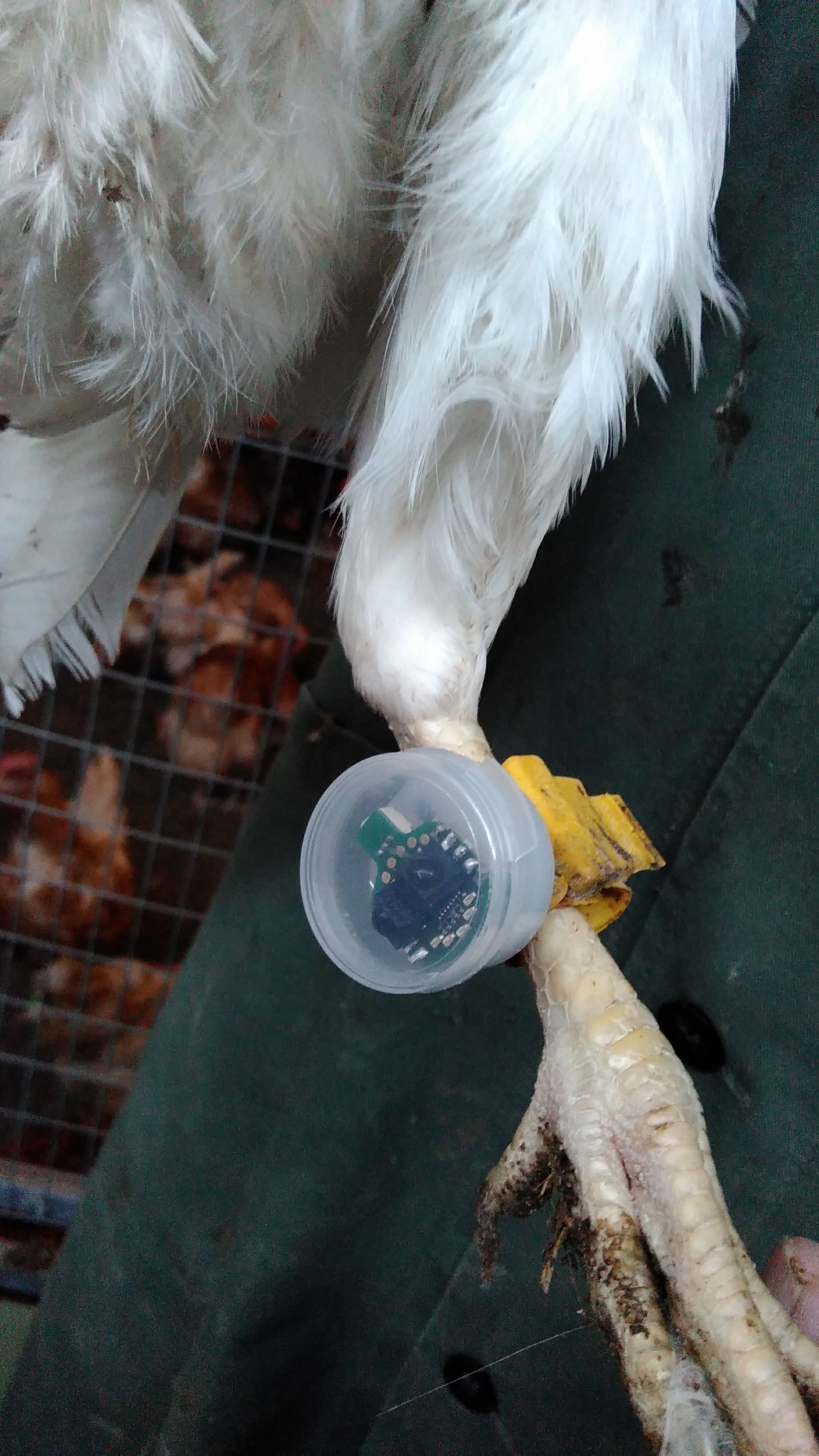 tracking device on a chicken's leg