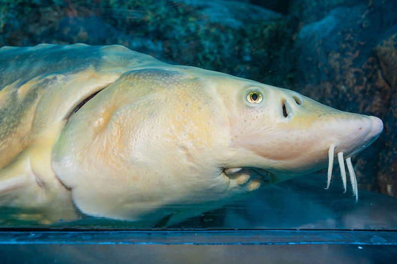 Acipenser sinensis (Chinese sturgeon)