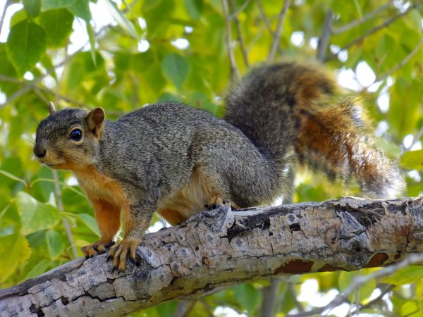 Squirrels are so organized it’s nuts