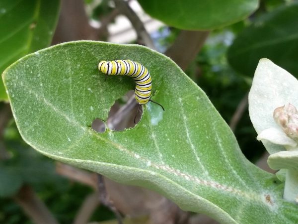 Plants Can Hear Pests And Take Defensive Maneuvers