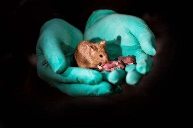 Adult mouse with two mothers