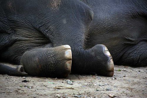 tranquilized elephant lying on the ground