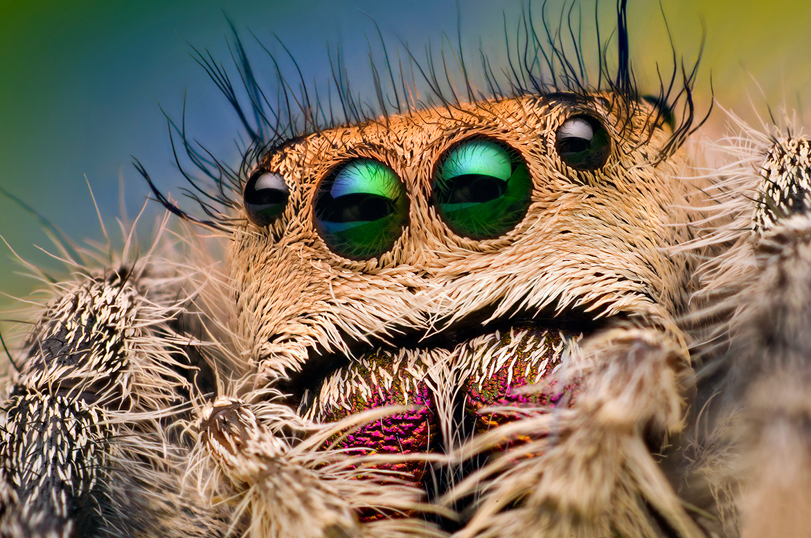 jumping spider eyes