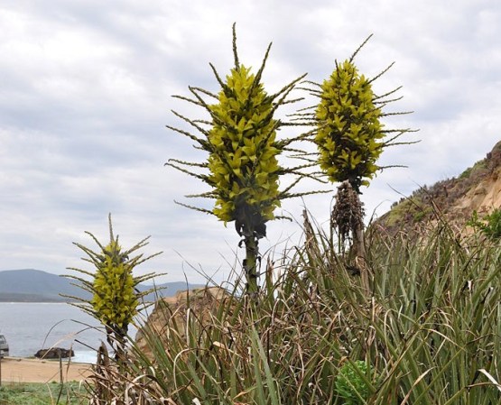 England, Meet Your New Giant Sheep-Eating Plant