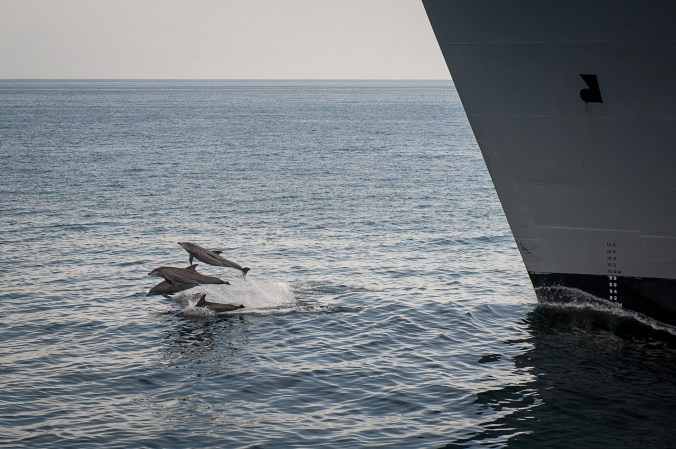 Navy Agrees To Limit Sonar Testing In California And Hawaii To Protect The Whales