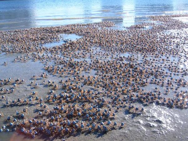 A Computer Constructed From a Consortium of Live Crabs