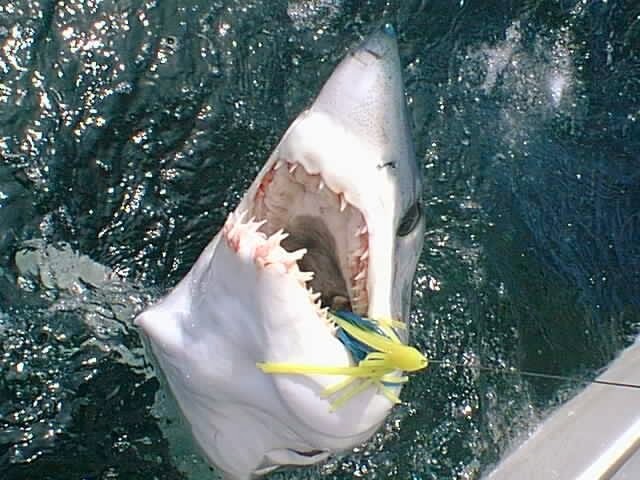 mako shark