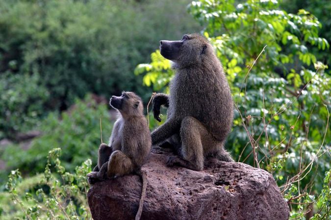 Can Mammal Mothers Choose The Sex Of Their Offspring?