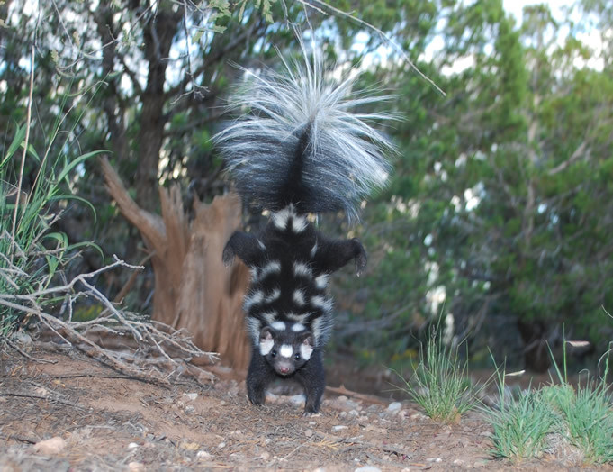 handstanding skunk