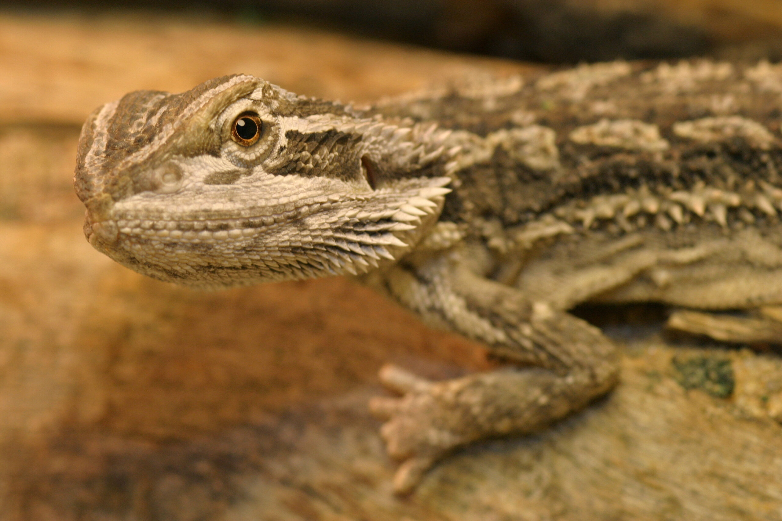 Sex Reversal In Bearded Dragons Creates Females That Behave Like Males