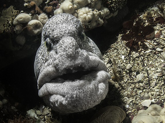 9 Stunning Photos Of Pacific Northwest Sealife