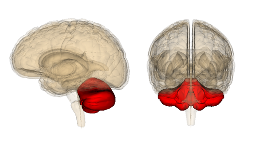 Israeli Researchers Build a Rat Cyborg With a Digital Cerebellum