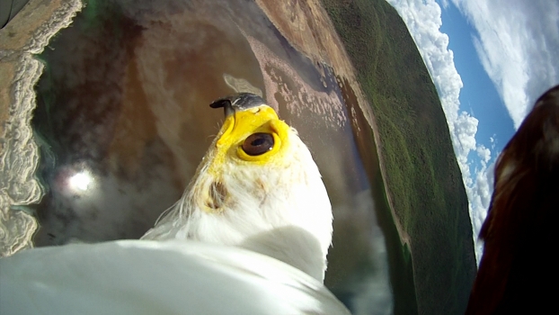 Amazing Avian Photos Captured By Strapping Cameras To Birds