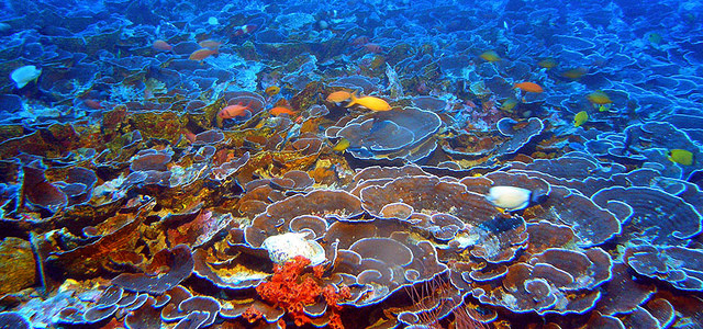 coral reef