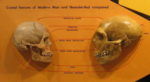 Their Big Eyes May Have Caused Neanderthals’ Demise