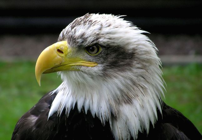 Bald Eagle Hits Airplane, Causing Fatal Crash