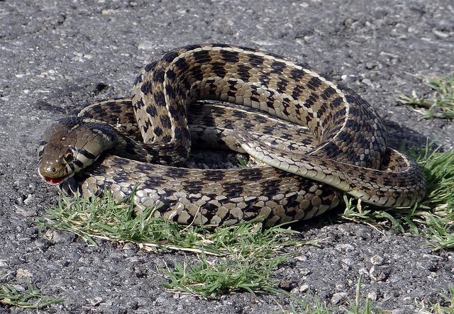 Humans Are Better At Noticing Snakes Than We Are At Seeing Spiders