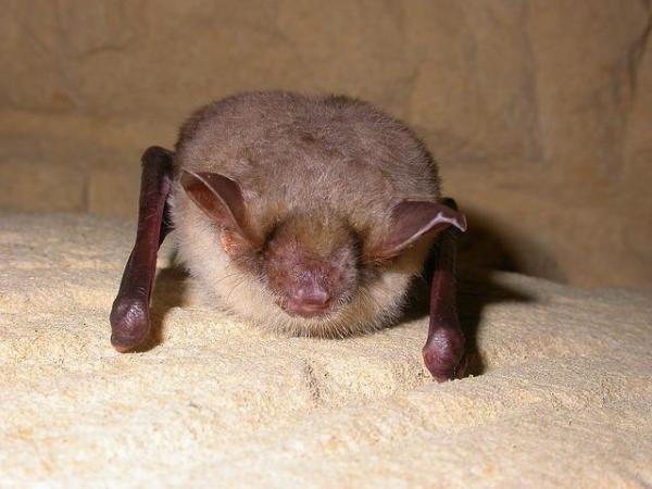 Hibernation Doesn’t Affect Memory, At Least For Bats