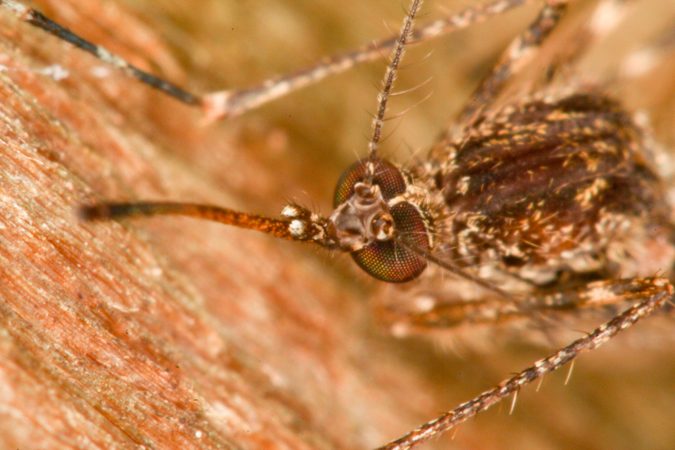 Droughts actually make West Nile virus worse