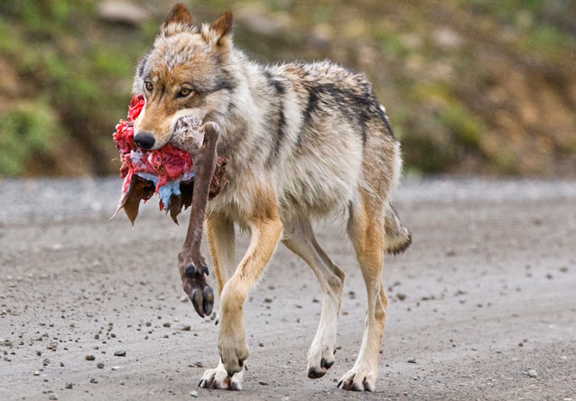 A wolf walks down Denali Road with a caribou leg.